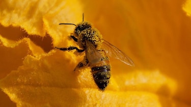 5 formas en las que los insectos toman decisiones y resuelven problemas
