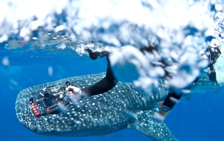 Buzo adicto a la adrenalina expone un nuevo rostro de los tiburones