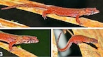 Nuevas lagartijas panameñas