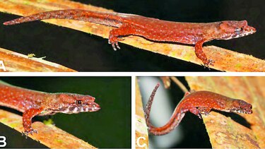Nuevas lagartijas panameñas