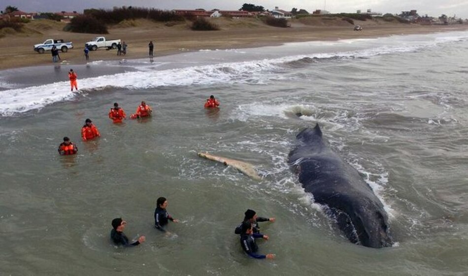 Logran rescatar una ballena en costa argentina tras 24 horas encallada