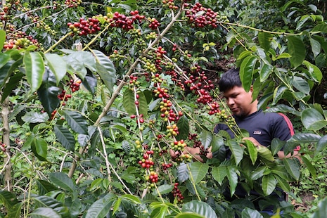 El ‘café más caro del mundo’ en Panamá busca mantener el liderazgo pese al reto climático