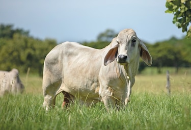 Panamá busca certificación de carne bovina en Honduras