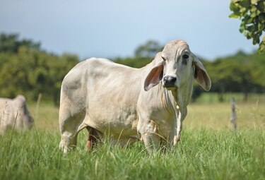 Panamá busca certificación de carne bovina en Honduras