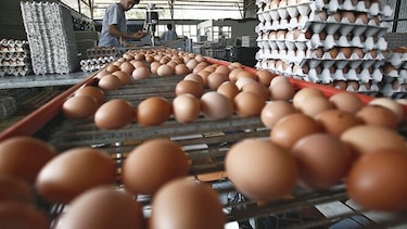 Se mantiene producción de huevos en EU