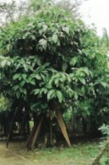 Propiedades del borojó