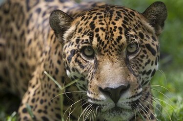 Estudiarán la vida silvestre en corredor biológico de Colón
