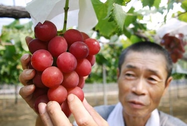 Un racimo de uvas vendido por $11 mil en Japón
