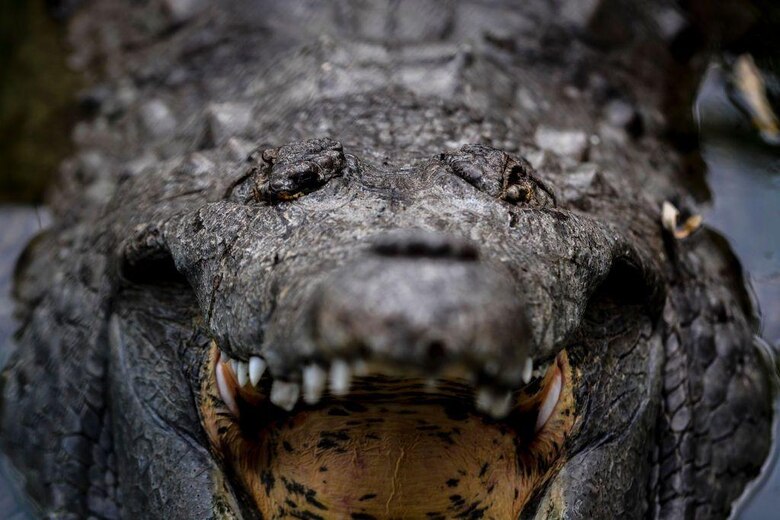 Cómo Juancho, un caimán del Orinoco, juega desde Dallas un papel clave para impedir la extinción de su especie