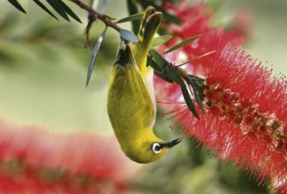 Sexaje de aves mediante ADN