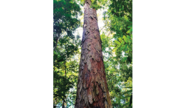 El árbol más grande de la Amazonía está a salvo del fuego