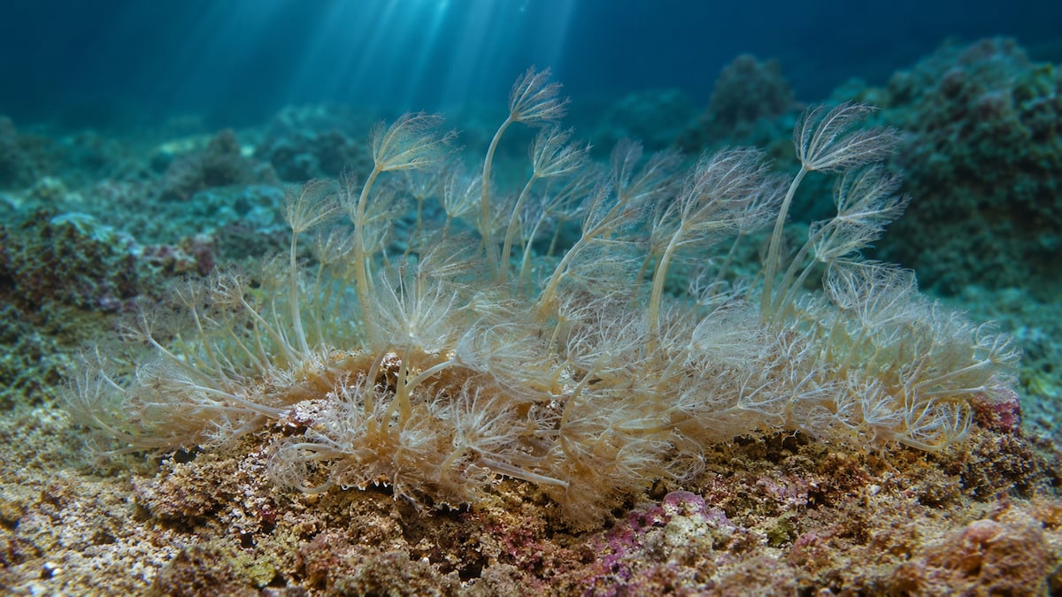 Activan plan para frenar avance de coral invasor que afecta al mar Caribe