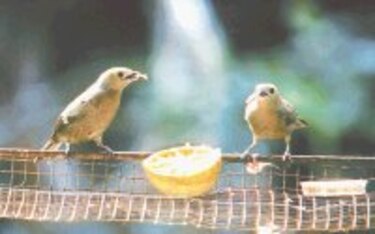 Alimentando a las aves del cielo