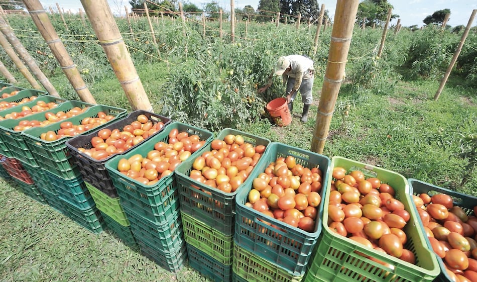 Transformación en el agro evitaría pérdidas en campo