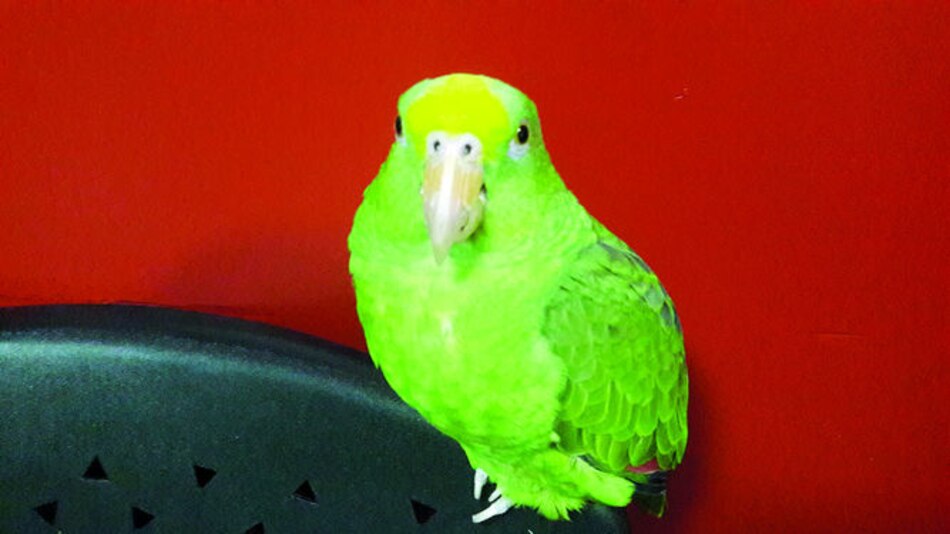 Pototita, dulce y destructora