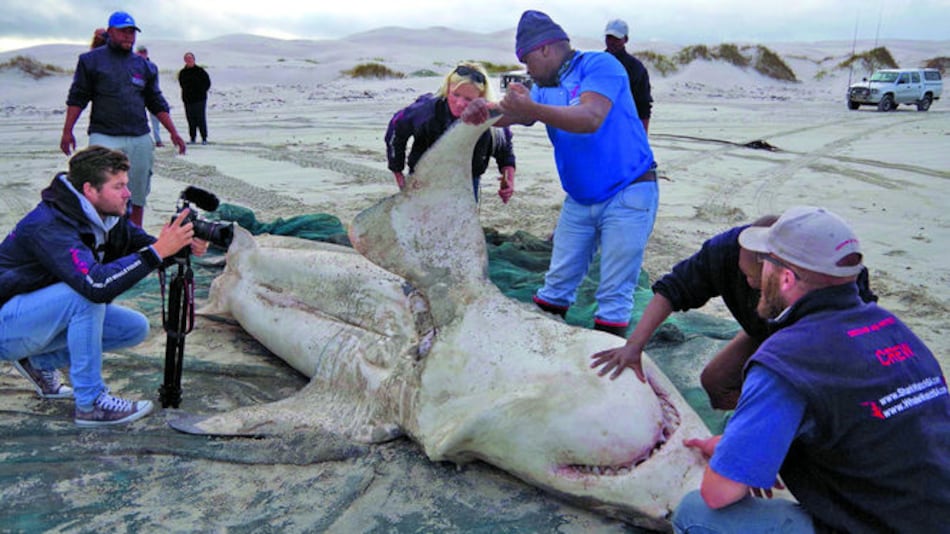 Orcas no temen a tiburones blancos