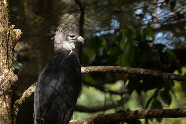 Águila harpía ‘Panamá’ cumple 15 años