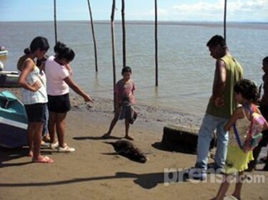 Hallan foca en estero de Aguadulce
