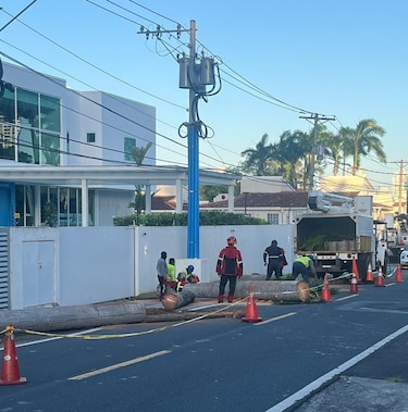 Indignación vecinal por tala de palmas reales en Parque Lefevre