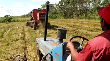 Siembra de arroz se reduce 25.4%