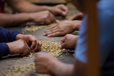 Cambio climático y escasez de mano de obra, los retos de la caficultura en Panamá