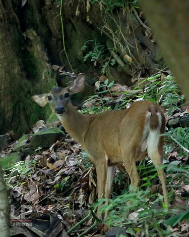 La crisis de biodiversidad es una crisis de desarrollo