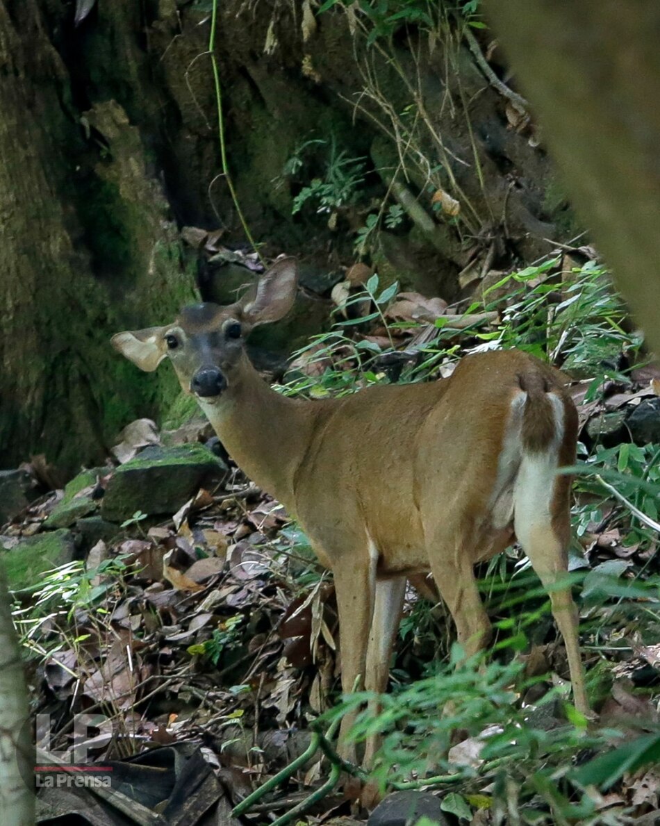 La crisis de biodiversidad es una crisis de desarrollo