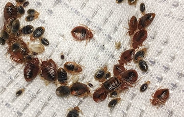 París pide que su plaga de chinches sea una cuestión de Estado