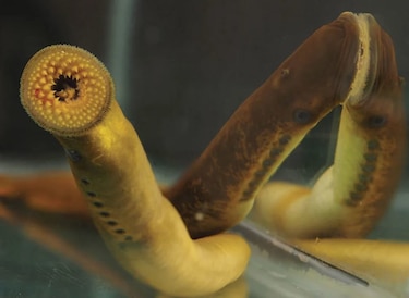 El cerebro de un monstruo marino se desarrolló con semejanzas al humano