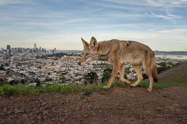 Las potentes y conmovedoras imágenes ganadoras del concurso Fotógrafo de Vida Silvestre del Año 2026