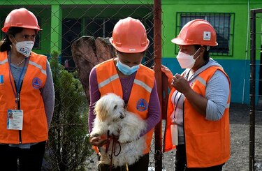Primer simulacro de evacuación para proteger animales ante eventual erupción del volcán Pacaya