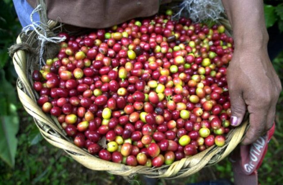 FAO estudia adaptación de nuevas variedades de café en Nicaragua