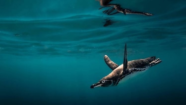 Las imágenes de las fascinantes especies del nuevo atlas de las islas Galápagos