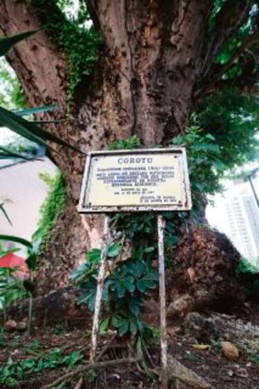 Se va el viejo árbol de la estación