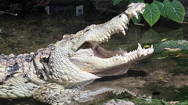 Cómo Juancho, un caimán del Orinoco, juega desde Dallas un papel clave para impedir la extinción de su especie