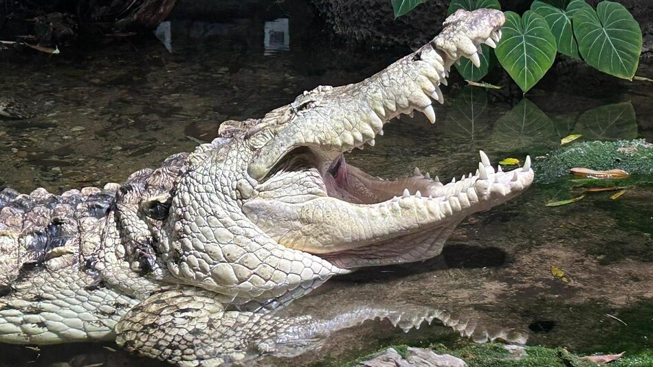 Cómo Juancho, un caimán del Orinoco, juega desde Dallas un papel clave para impedir la extinción de su especie