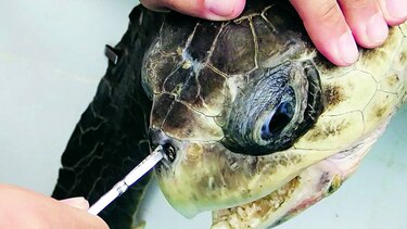 Alerta para reducir el uso de plásticos