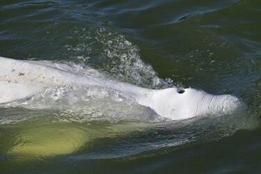 Una beluga extraviada en el Sena a 70 kilómetros de París recibirá vitaminas