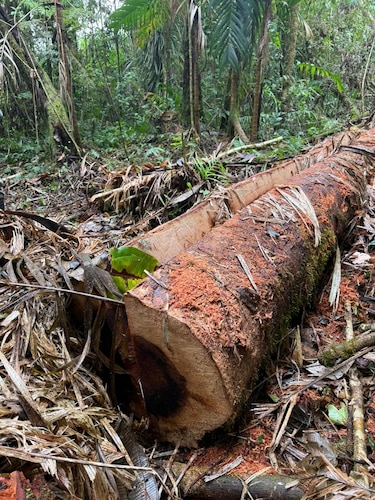 Ni el Volcán Barú se salva: detectan tala ilegal en zona protegida