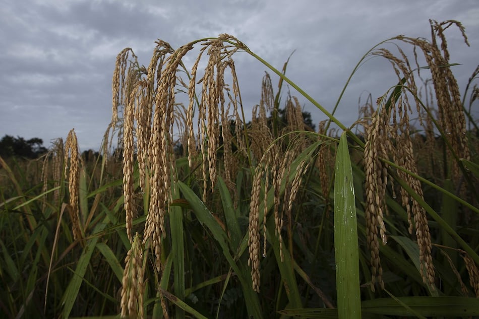 Ejecutivo autoriza la importación de 2 millones de quintales de arroz