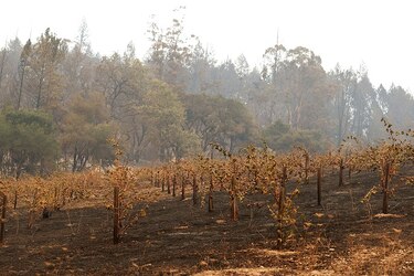 Miles de evacuados por incendios en viñedos de California