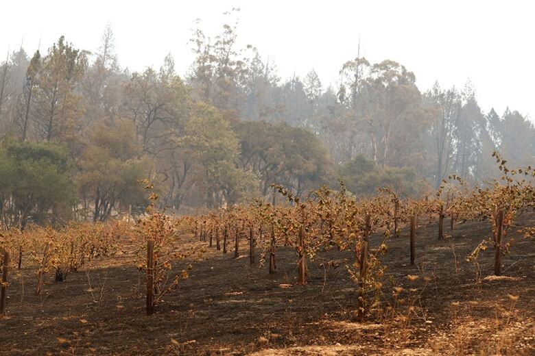 Miles de evacuados por incendios en viñedos de California