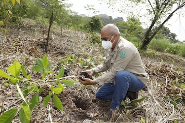 Bajo medidas de bioseguridad celebran el Día Nacional de la Reforestación