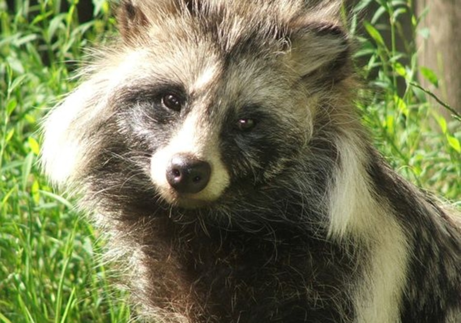 OMS baraja la posibilidad de que perros mapache fueran el origen del coronavirus