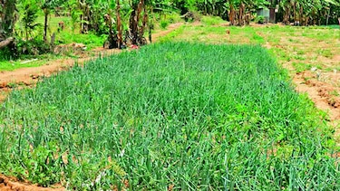 Panamá no pasa la prueba en materia de agricultura