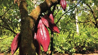 ¿Puede el cacao ayudar a salvar la Amazonia?