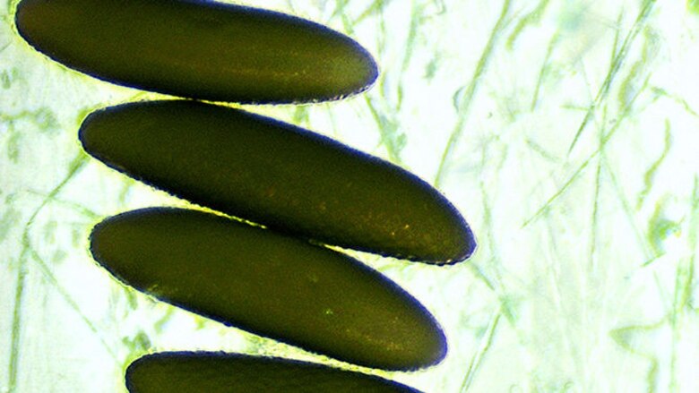 El mosquito ‘amigable’ de Oxitec ha sido efectivo