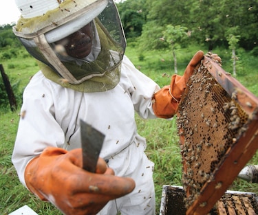 Investigan genética de abejas para potenciar producción de miel