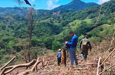 Tala ilegal en parque nacional Omar Torrijos Herrera: ¿qué está haciendo Miambiente?