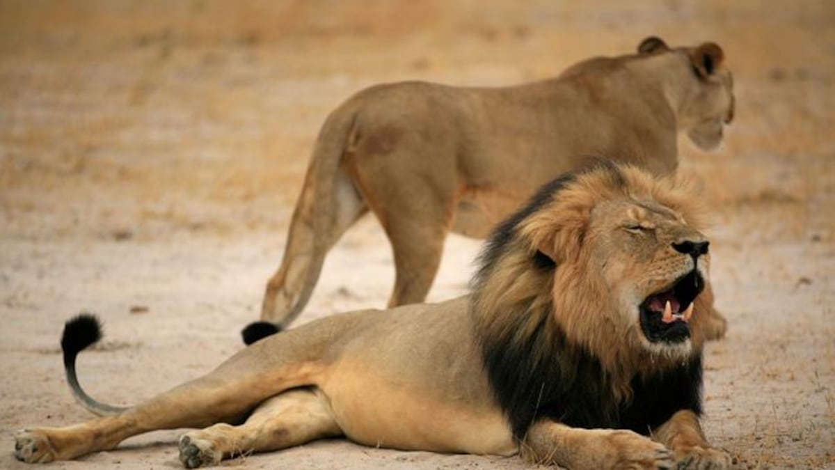 Zimbabue pide la extradición del cazador estadounidense que mató al león Cecil
